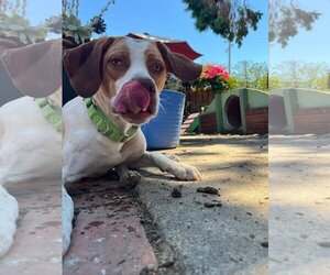 Pointer Dogs for adoption in San Jose, CA, USA