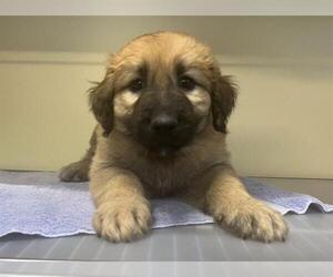 Shepradors Dogs for adoption in Orange, CA, USA