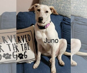 Mutt Dogs for adoption in Topeka, KS, USA