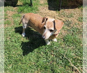 Dachshund Dogs for adoption in Mukwonago, WI, USA