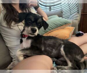 Shih Tzu-Unknown Mix Dogs for adoption in Raleigh, NC, USA