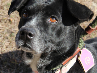 Labradinger Dogs for adoption in San Antonio, TX, USA