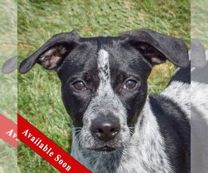 Beagle-Unknown Mix Dogs for adoption in Huntley, IL, USA