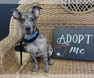 Catahoula Leopard Dog-Unknown Mix Dogs for adoption in Rockaway, NJ, USA