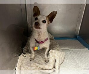 Mutt Dogs for adoption in Downey, CA, USA