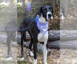 Mutt Dogs for adoption in Huntersville, NC, USA