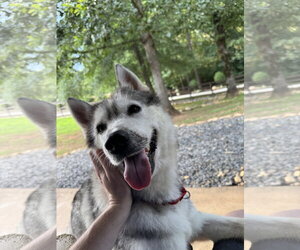 Siberian Husky Dogs for adoption in Cumming, GA, USA