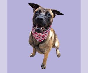 German Shepherd Dog Dogs for adoption in Bakersfield, CA, USA