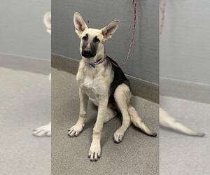 German Shepherd Dog-Unknown Mix Dogs for adoption in Las Vegas, NV, USA