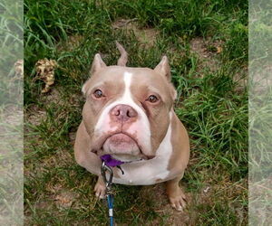 American Pit Bull Terrier-Unknown Mix Dogs for adoption in Crete, IL, USA