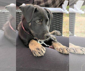 American Pit Bull Terrier-Labrador Retriever Mix Dogs for adoption in Holly Springs, NC, USA
