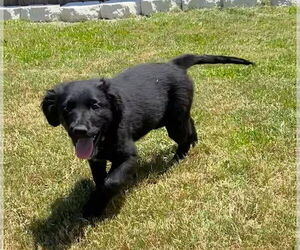 Sheprador Dogs for adoption in Tampa, FL, USA