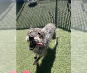 Mutt Dogs for adoption in Chula Vista, CA, USA