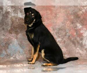 German Shepherd Dog-Unknown Mix Dogs for adoption in West Valley, UT, USA