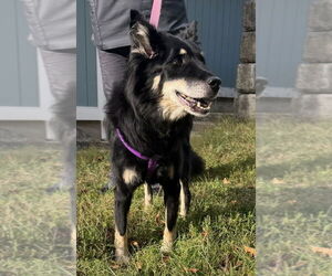 Mutt Dogs for adoption in Stanhope, NJ, USA