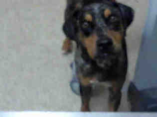 Catahoula Leopard Dog Dogs for adoption in Tavares, FL, USA