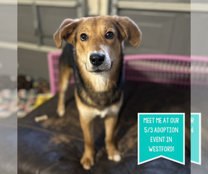 Beagle-Unknown Mix Dogs for adoption in Boston, MA, USA