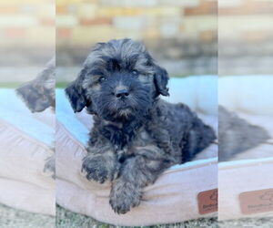 Mutt Dogs for adoption in PIPE CREEK, TX, USA