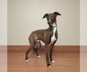 Italian Greyhound Dogs for adoption in Eden Prairie, MN, USA