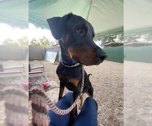 Rotterman Dogs for adoption in Santa Barbara, CA, USA
