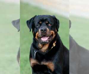 Rottweiler Dogs for adoption in McKinney, TX, USA