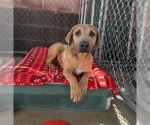 German Shepherd Dog Dogs for adoption in Redlands, CA, USA