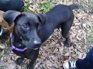 Small Labrador Retriever