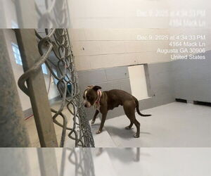 Mutt Dogs for adoption in Augusta, GA, USA