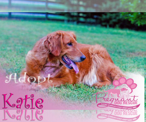 Golden Retriever Dogs for adoption in Griffin, GA, USA