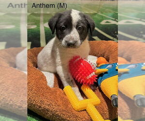 Mutt Dogs for adoption in Garden City, NY, USA