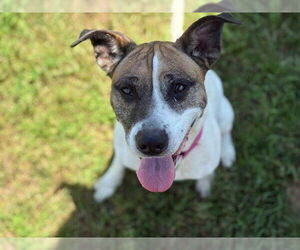 Mutt Dogs for adoption in Tulsa, OK, USA