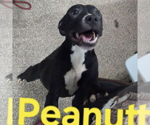 American Pit Bull Terrier-Unknown Mix Dogs for adoption in Martinsburg, WV, USA