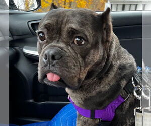 Mutt Dogs for adoption in Canton, CT, USA