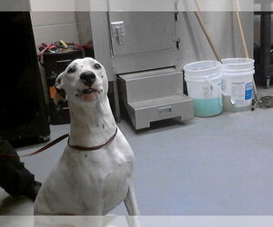 Mutt Dogs for adoption in Fayetteville, NC, USA