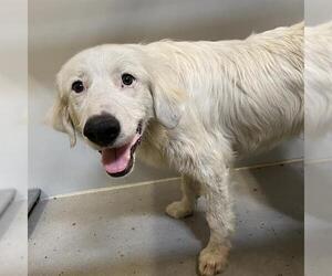 Great Pyrenees Dogs for adoption in Modesto, CA, USA