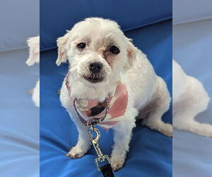Maltese-Unknown Mix Dogs for adoption in Gloversville, NY, USA
