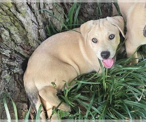 Black Mouth Cur Dogs for adoption in Tabernash, CO, USA