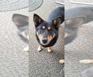 Huskies -Unknown Mix Dogs for adoption in pomfret, CT, USA