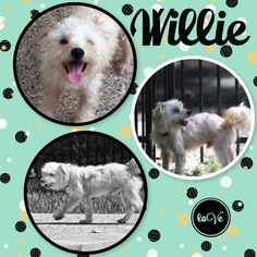 Maltese Dogs for adoption in Towson, MD, USA