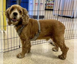 Cocker Spaniel Dogs for adoption in Victorville, CA, USA