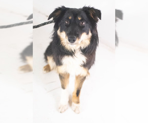 Border Collie Dogs for adoption in Minneapolis, MN, USA