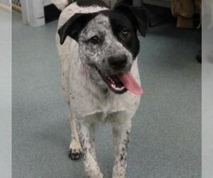 Mutt Dogs for adoption in Newton, KS, USA