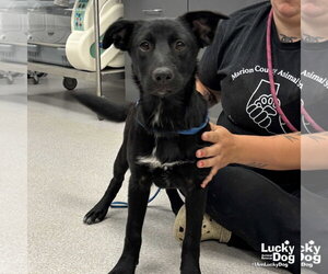Retriever -Unknown Mix Dogs for adoption in Washington, DC, USA