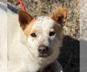 Mutt Dogs for adoption in Yardley, PA, USA