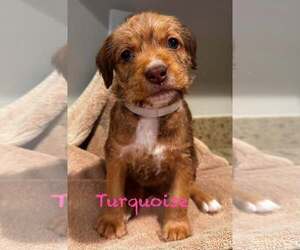 Mutt Dogs for adoption in Mission Viejo, CA, USA