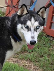 Siberian Husky Dogs for adoption in Bandera, TX, USA
