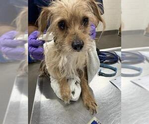 Chihuahua Dogs for adoption in Forestville, MD, USA