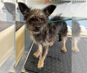 Maltese-Unknown Mix Dogs for adoption in Camarillo, CA, USA