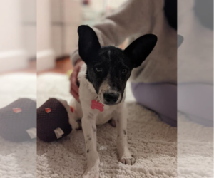 Mutt Dogs for adoption in Redmond, WA, USA