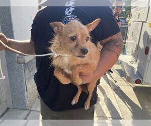 Mutt Dogs for adoption in Long Beach, CA, USA